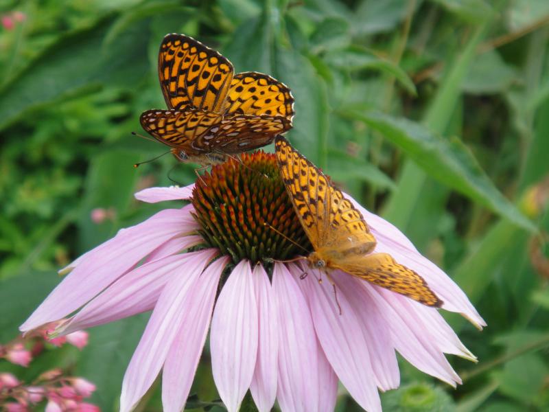 Butterfly and Cone Flower (P. Ackerson)